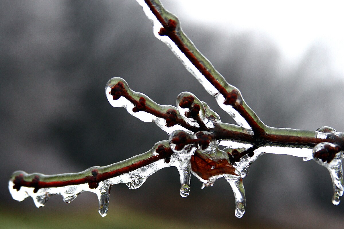 Ice-covered tree branch after an ice storm