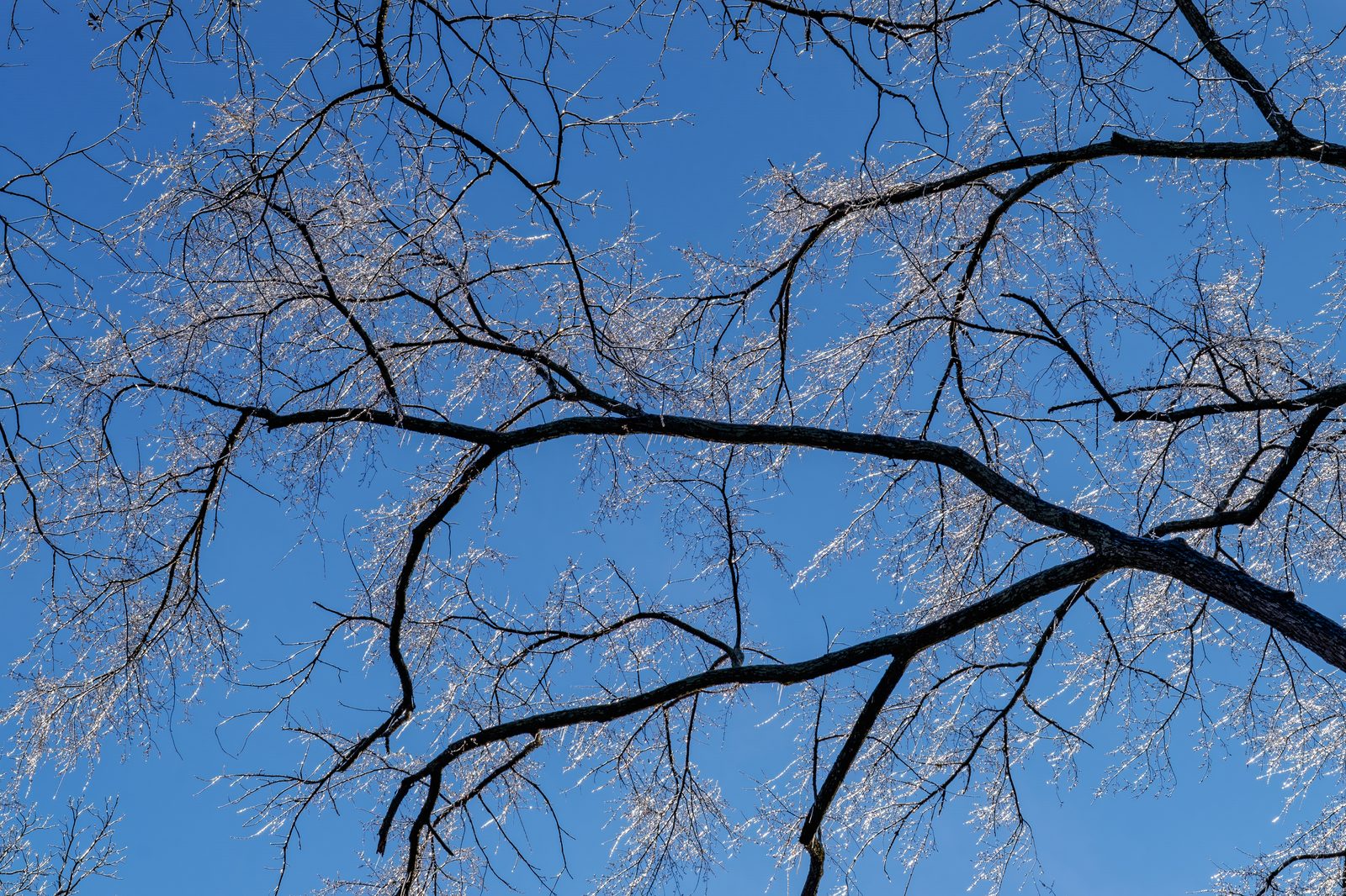 Bare tree branches sheathed in a thick, glinting coat of glaze ice against a clear blue sky after an ice storm.
